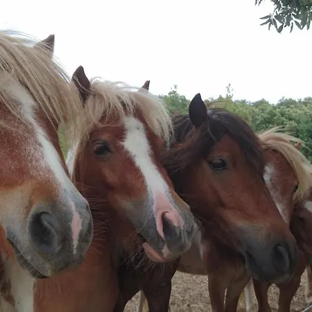 A La Ferme - Hautes-corbieres Ferienhaus Termes (Aude)
